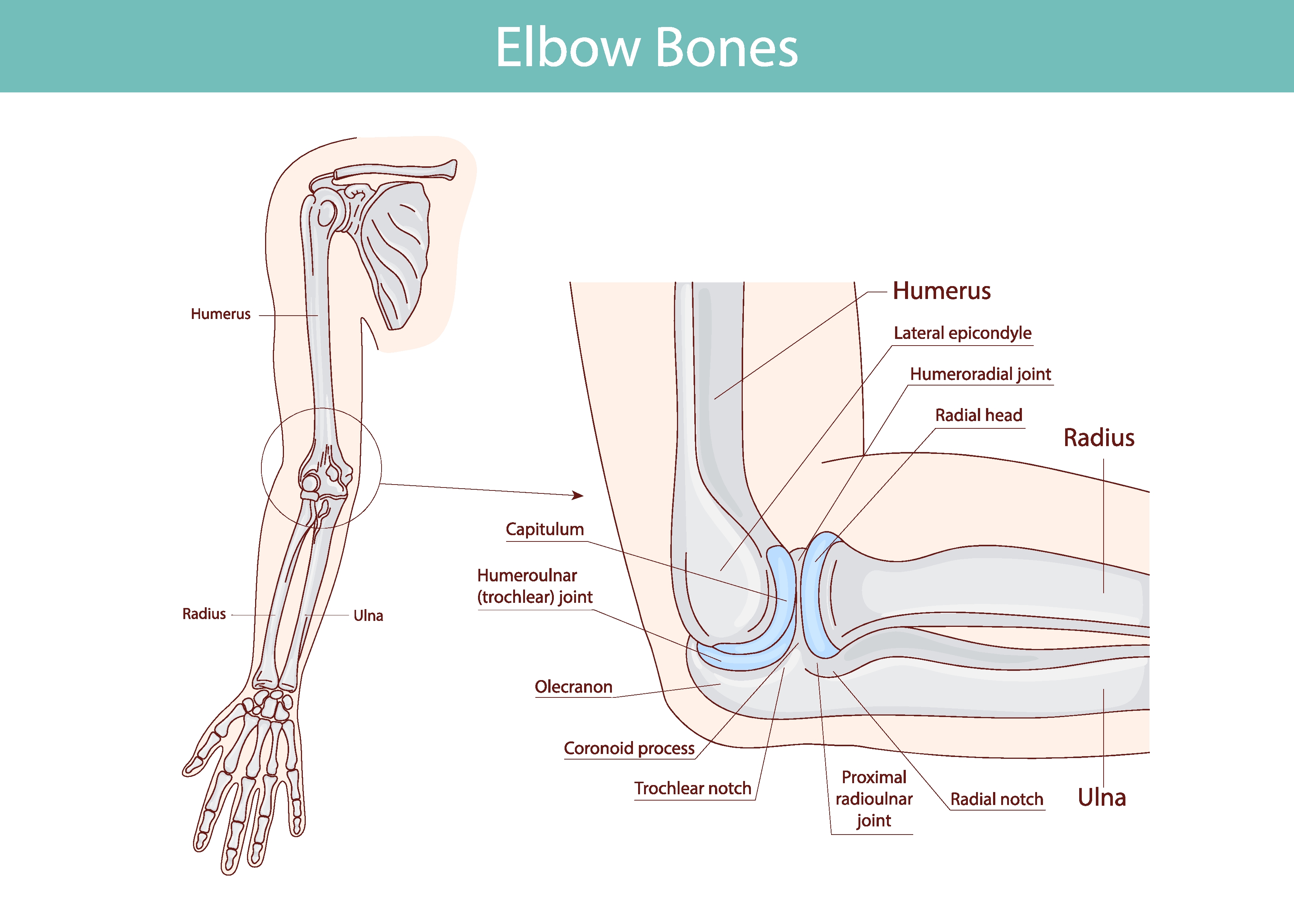Elbow Bones