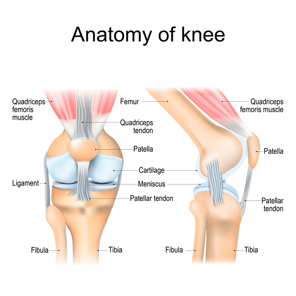 knee specialist near syracuse ny image of anatomy of knee labels for quadriceps femoris muscle femur quadriceps tendon patella ligament cartilage meniscus patellar tendon fibula tibia